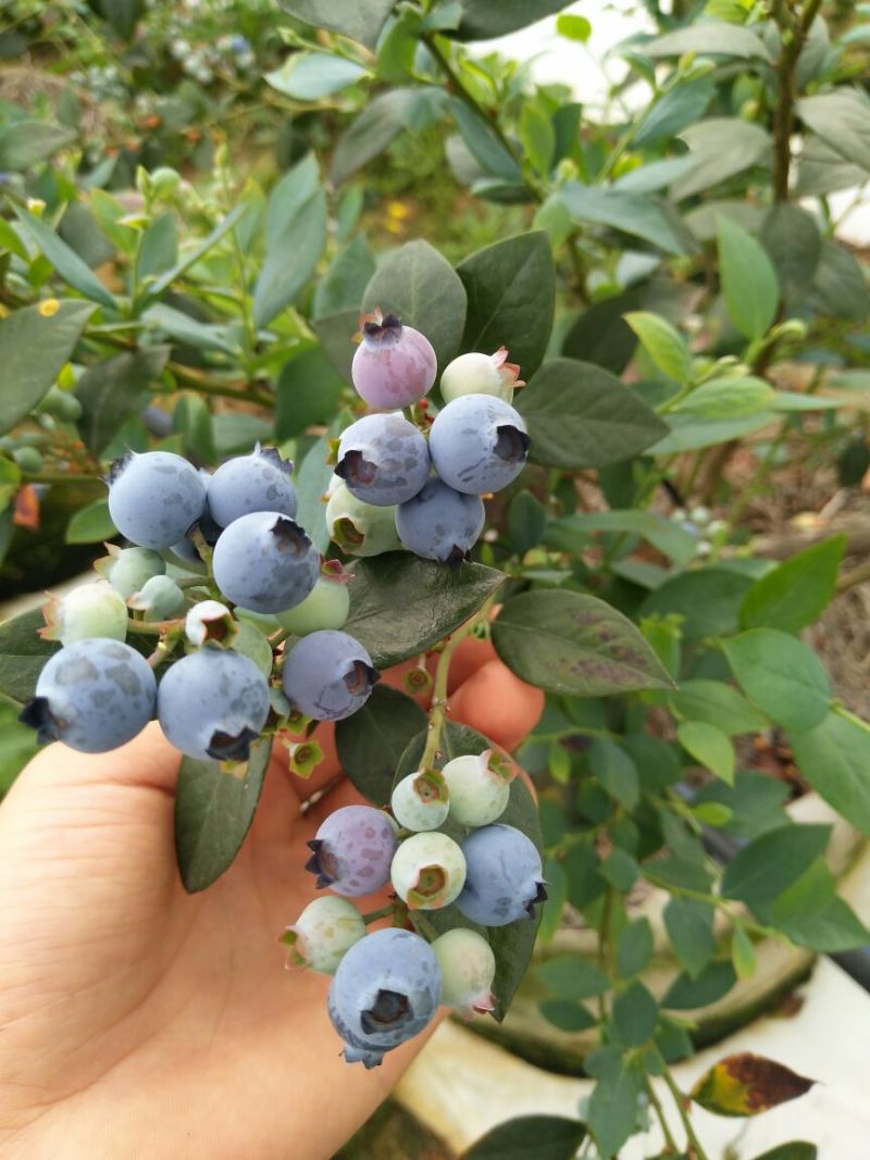 蓝莓鲜果10~12mm以上