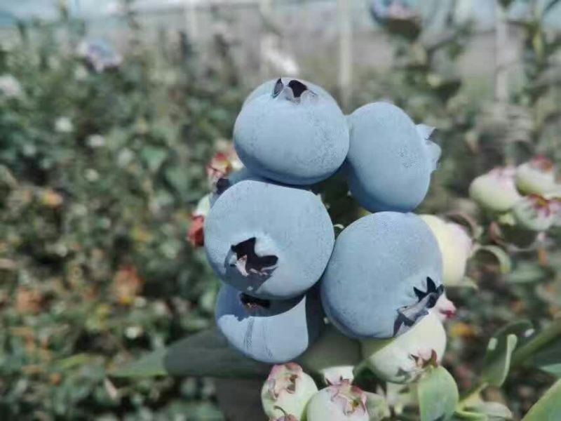 蓝莓鲜果10~12mm以上