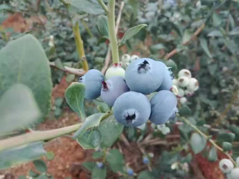 蓝莓鲜果10~12mm以上