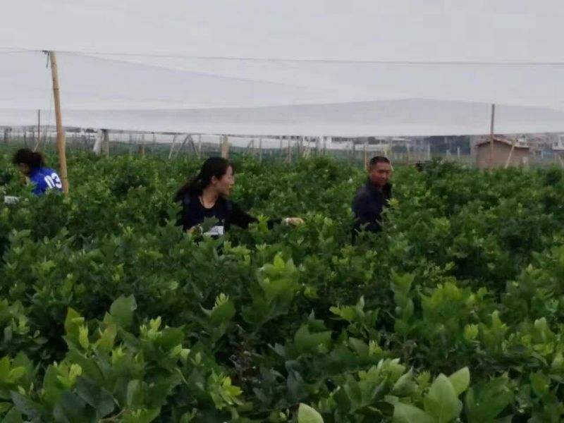 蓝莓鲜果10~12mm以上