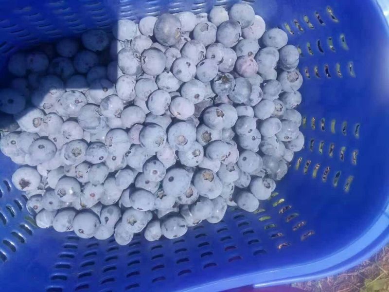 蓝莓鲜果10~12mm以上