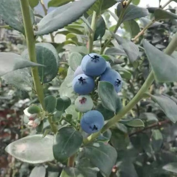 蓝莓鲜果10~12mm以上