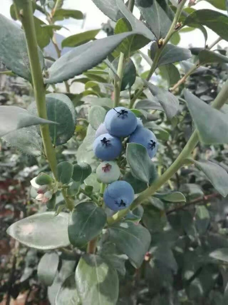 蓝莓鲜果10~12mm以上
