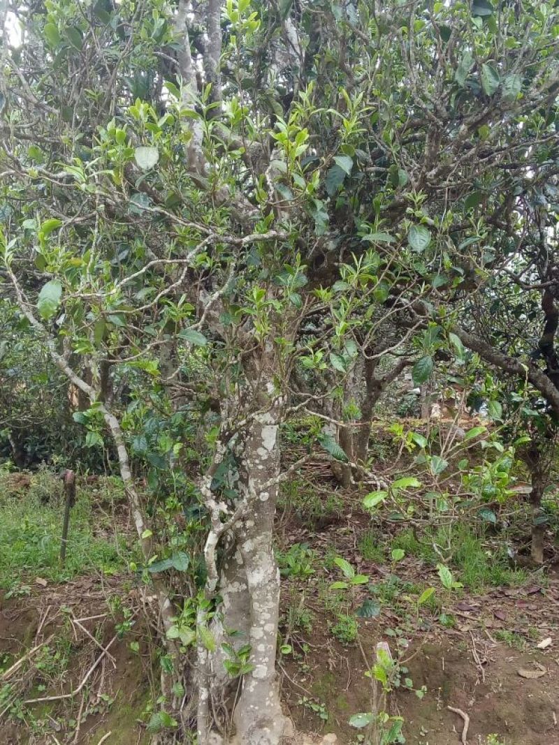 普洱茶特级