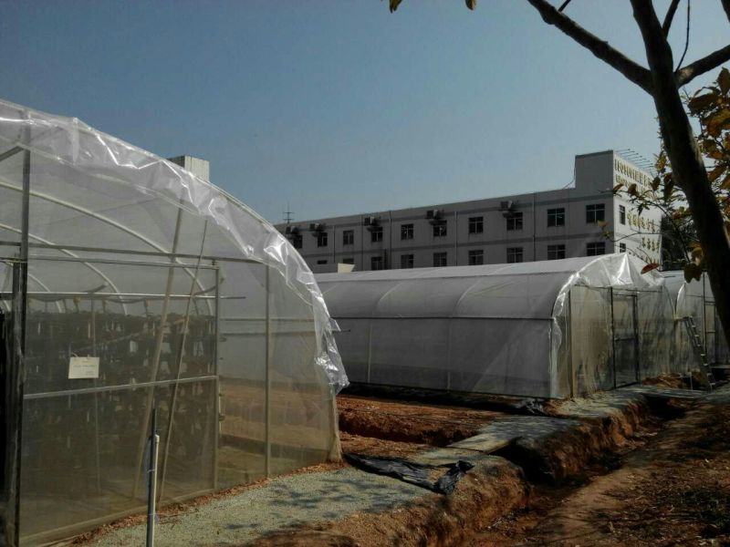 钢架大棚温室大棚连体大棚
