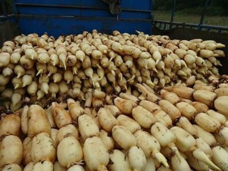 池塘大型观赏荷花苗种藕苗莲藕种苗盆栽荷花种根苗莲藕苗