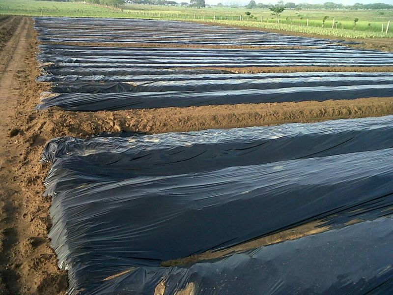 农资白色地膜保温保湿农用膜吹塑膜白地膜黑地膜果园蔬菜大棚