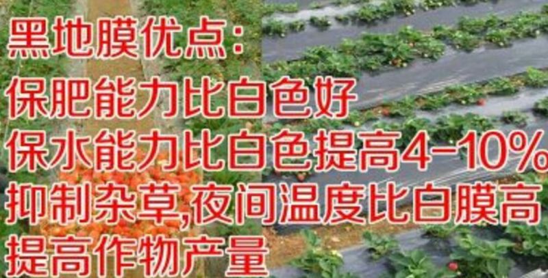 农资白色地膜保温保湿农用膜吹塑膜白地膜黑地膜果园蔬菜大棚
