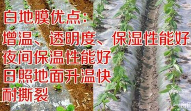 农资白色地膜保温保湿农用膜吹塑膜白地膜黑地膜果园蔬菜大棚