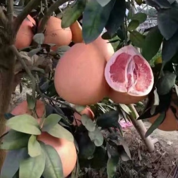 三红柚子苗
