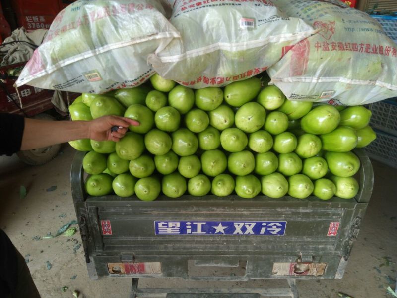 河南新野县青茄，产地直供，质优价廉，大棚茄子，可视频