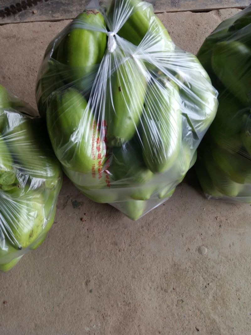 河南新野县青茄，产地直供，质优价廉，大棚茄子，可视频