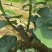 无花果波姬红