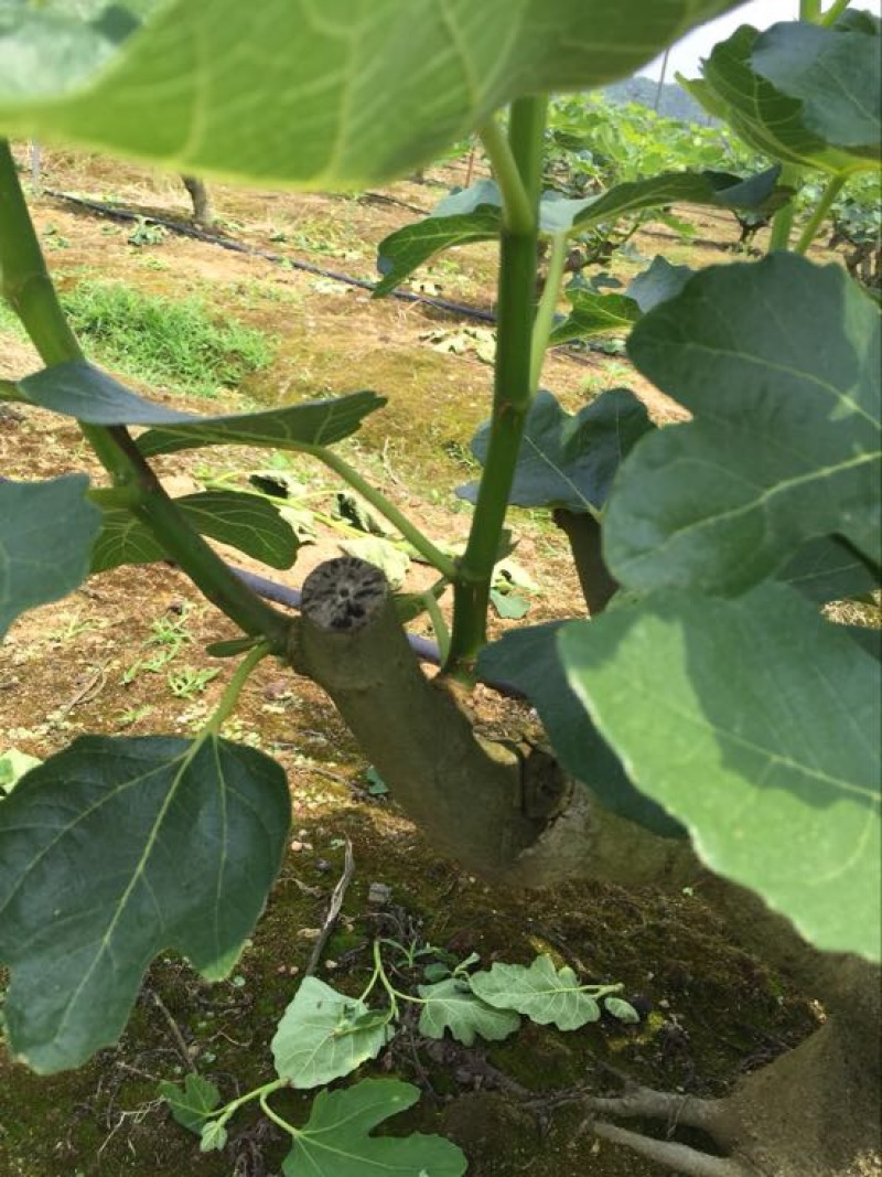 无花果波姬红