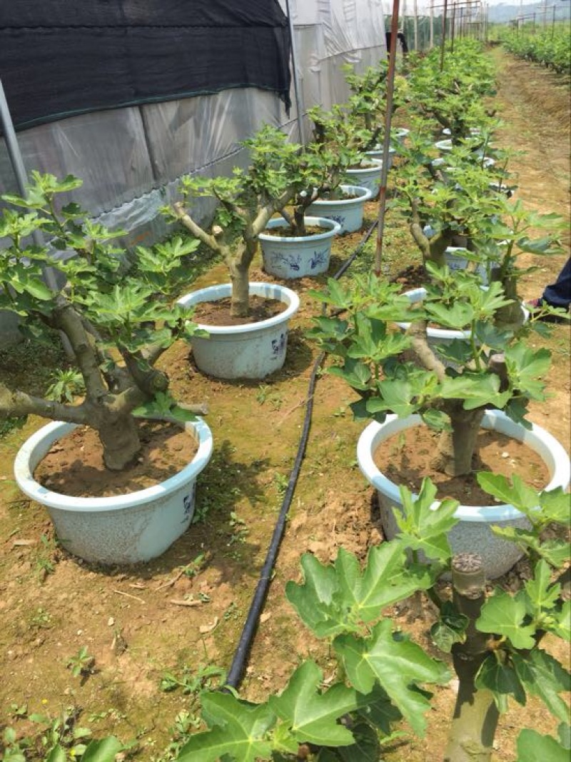 无花果波姬红