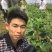 无花果波姬红