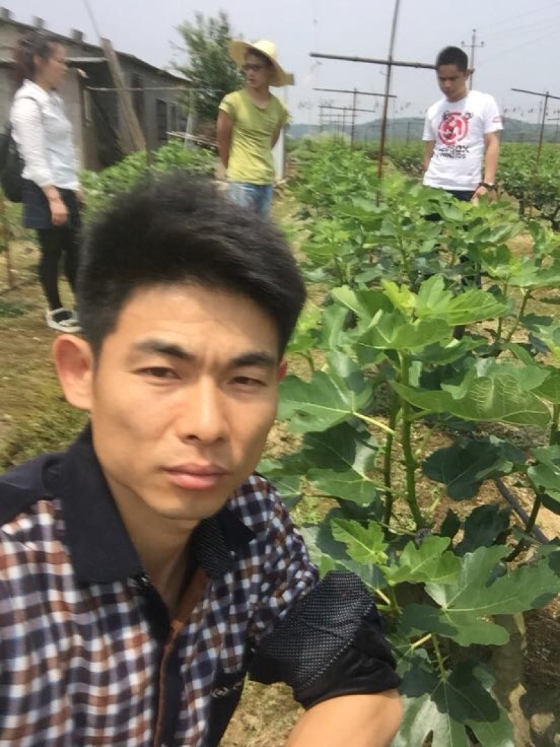 无花果波姬红