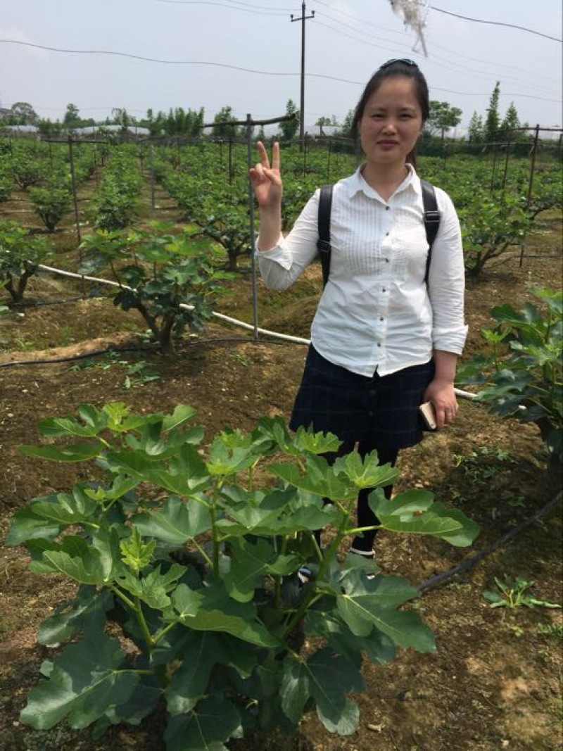无花果波姬红