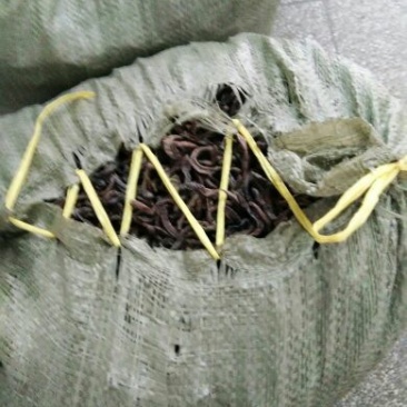 地龙干货原条各种规格各种品类按需加工大量批发