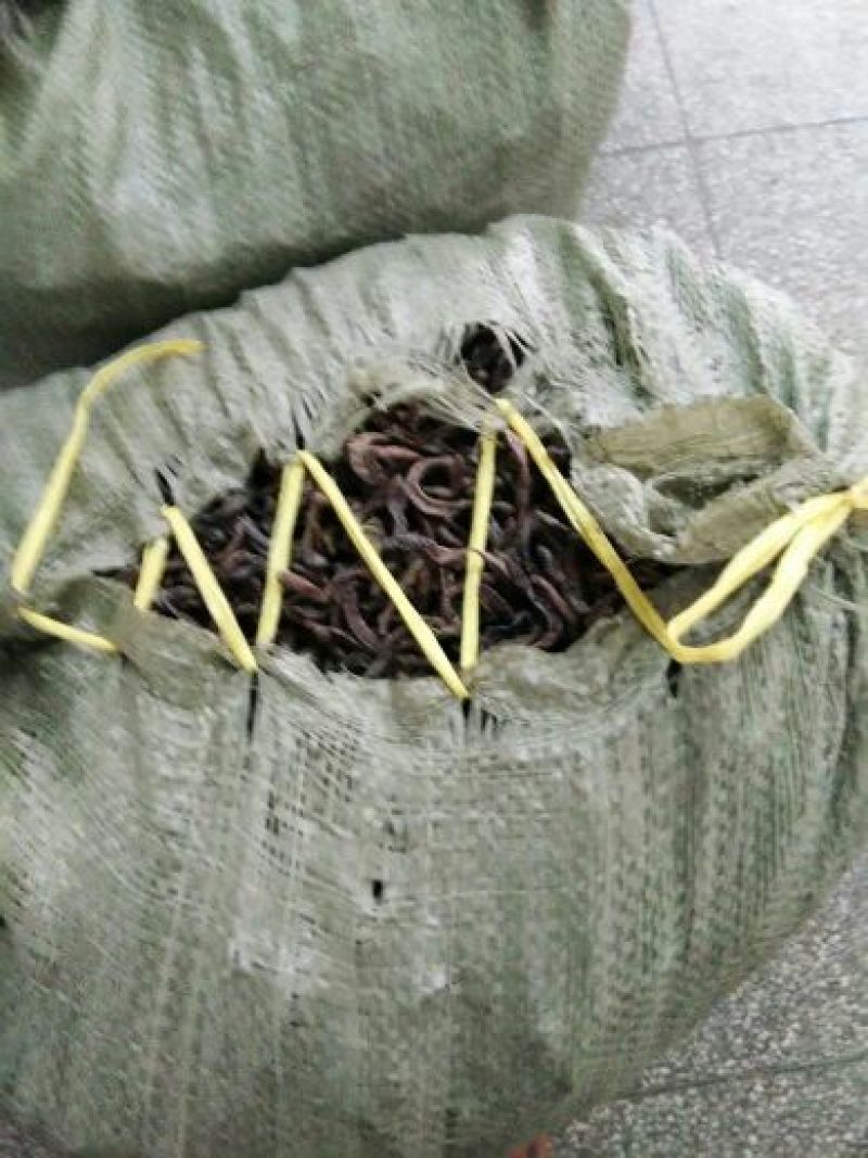 地龙干货原条各种规格各种品类按需加工大量批发