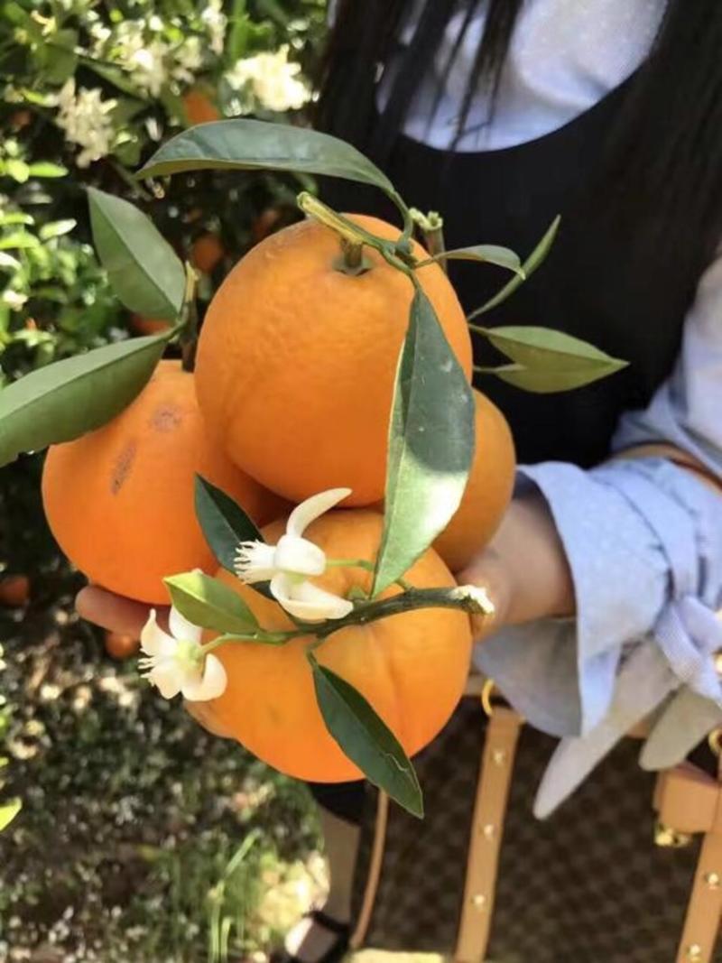 夏橙果子又大又甜看货采摘保质保量，欢迎咨询