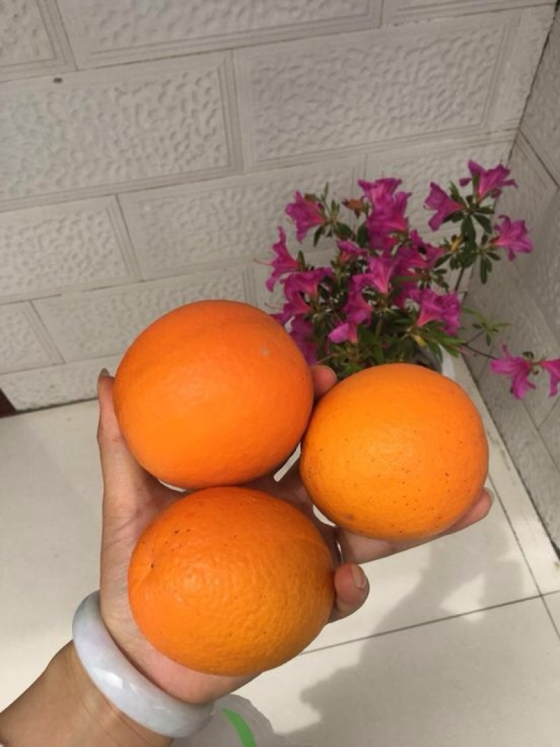 夏橙果子又大又甜看货采摘保质保量，欢迎咨询