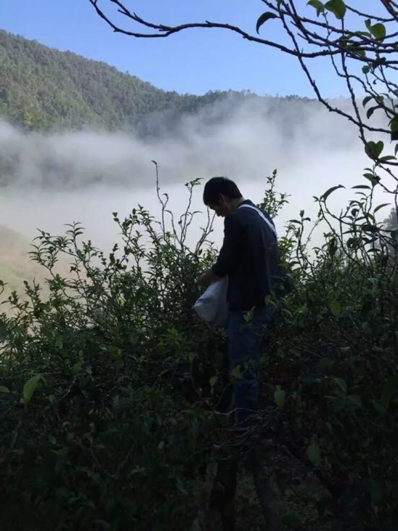 普洱茶