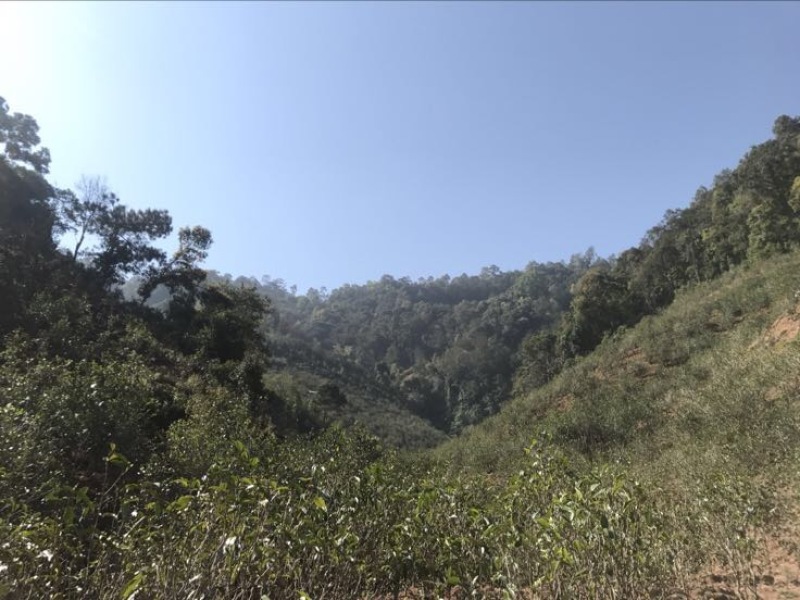 普洱茶