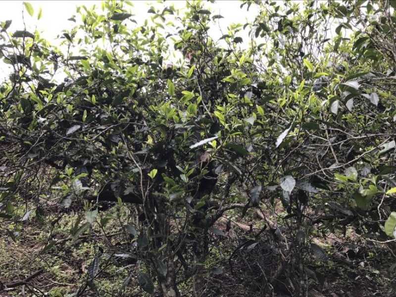 普洱茶