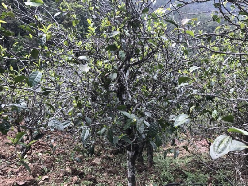 普洱茶
