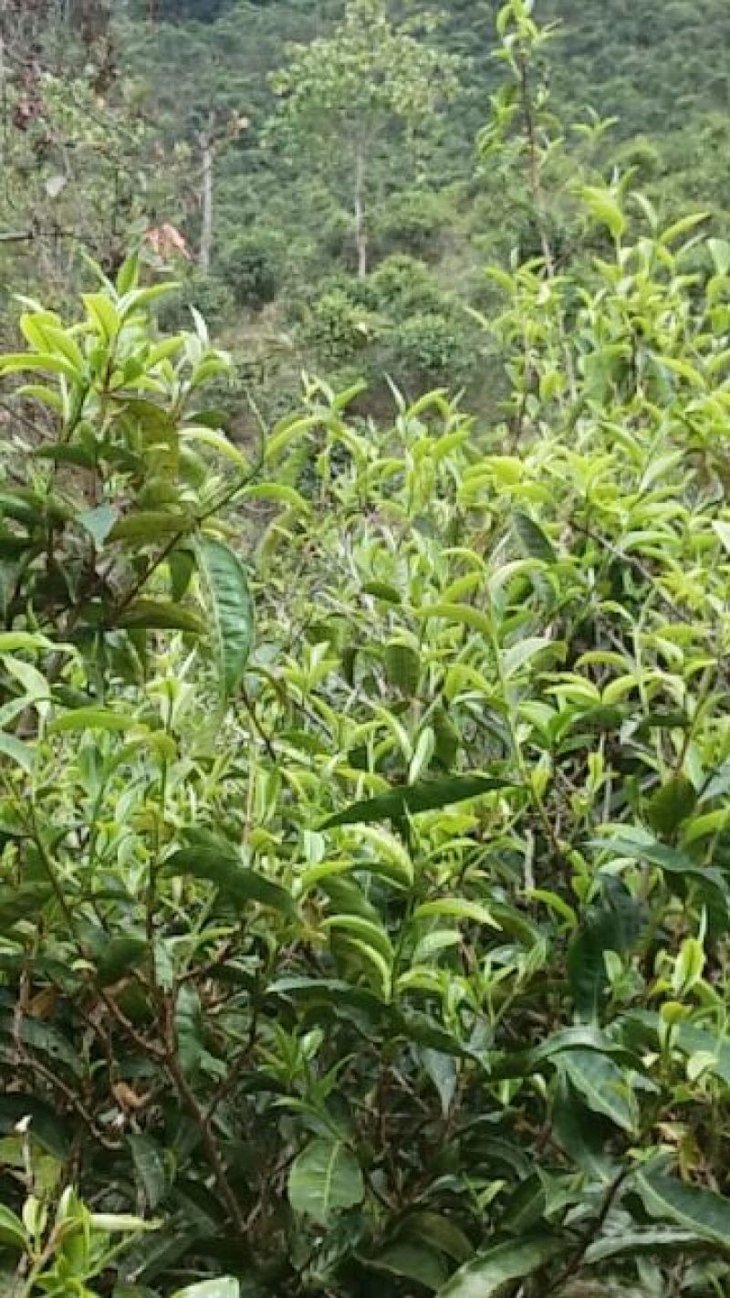 普洱茶勐海县