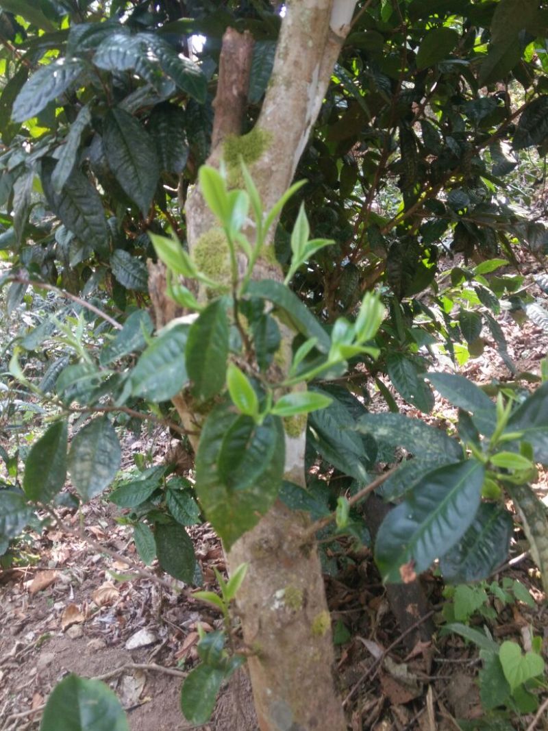 普洱茶勐海县