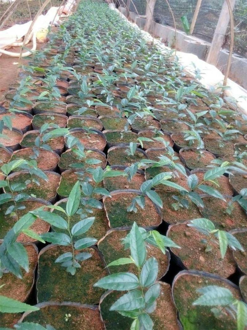 山竹树苗，黄金山竹苗。南北方可种植岭南山竹，营养杯发货