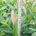 山竹树苗，黄金山竹苗。南北方可种植岭南山竹，营养杯发货