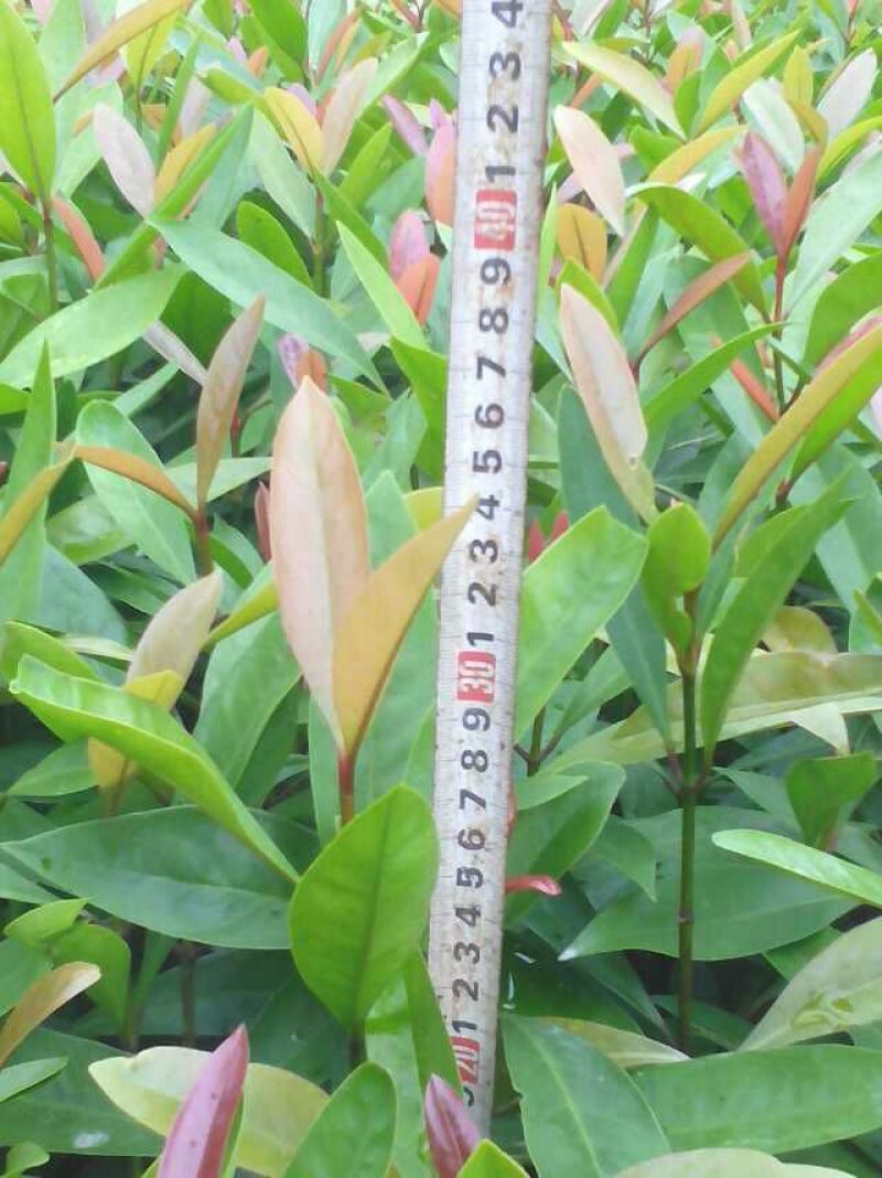 山竹树苗，黄金山竹苗。南北方可种植岭南山竹，营养杯发货