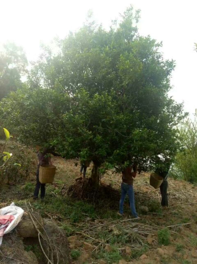 百年大树茶一级