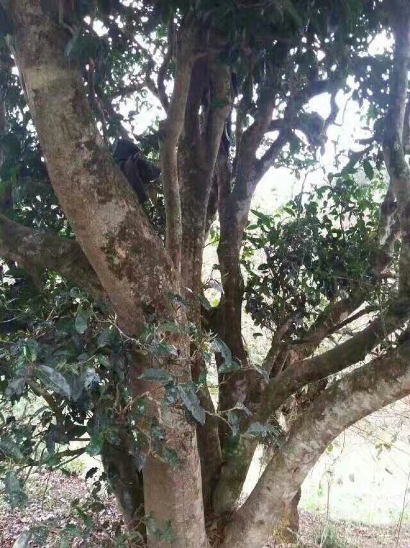 百年大树茶一级