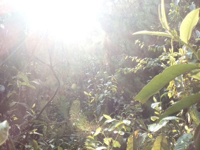 百年大树茶一级
