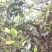 百年大树茶一级