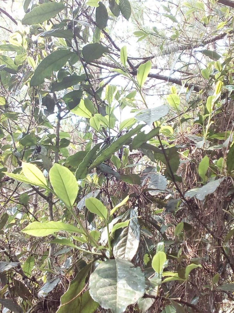 百年大树茶一级