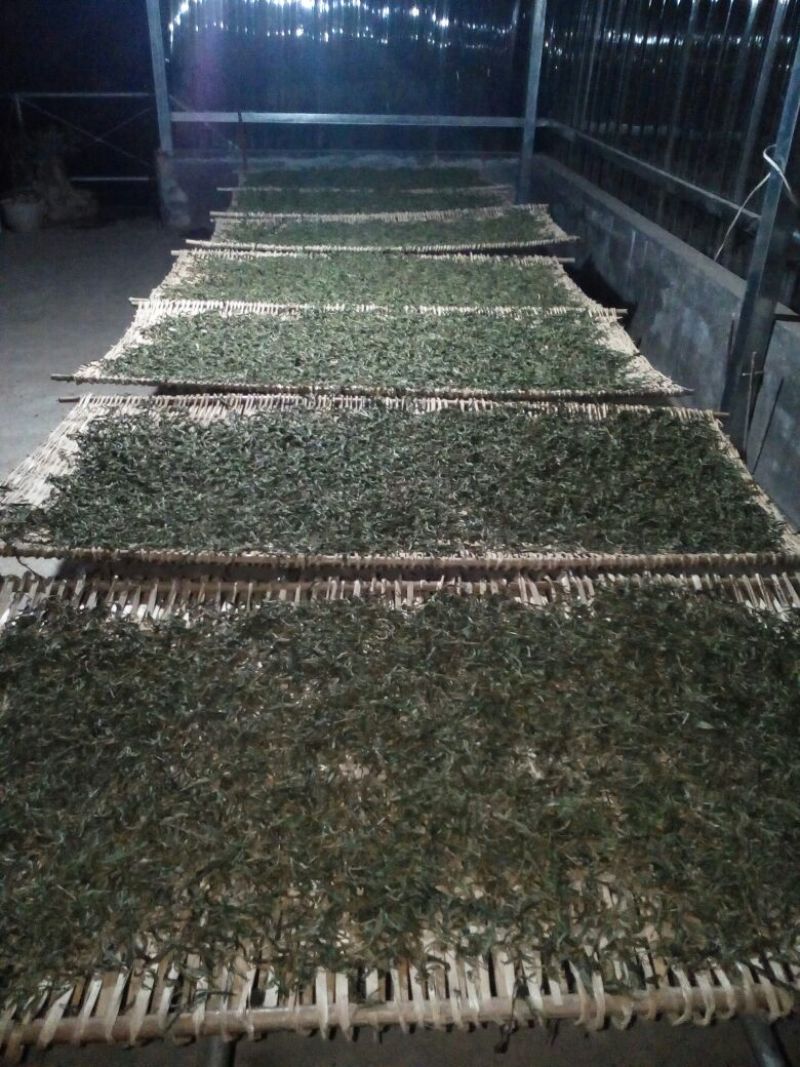 百年大树茶一级
