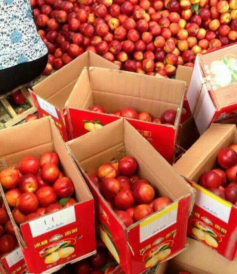 砀山油桃精品油桃基地产地货源直销价格便宜