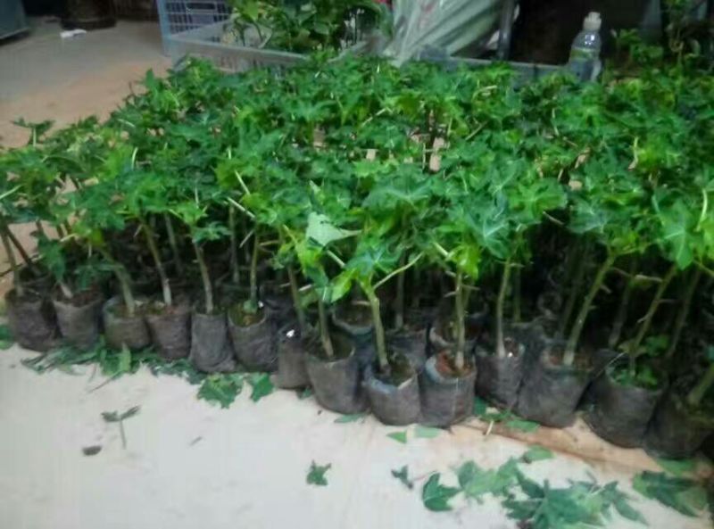 木瓜树苗可视频看货支持线上交易产地直销