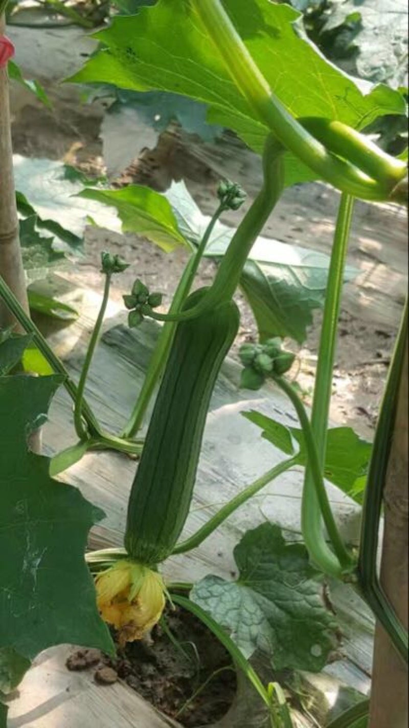 油皮，和香丝瓜，大量出售精品油皮短丝瓜，量大从优，有要的