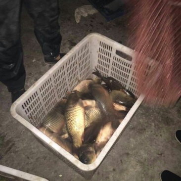 池鲤鱼食用1~2公斤