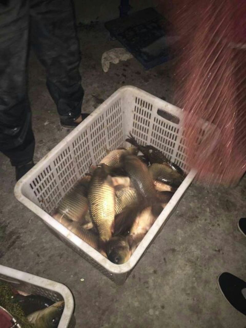 池鲤鱼食用1~2公斤