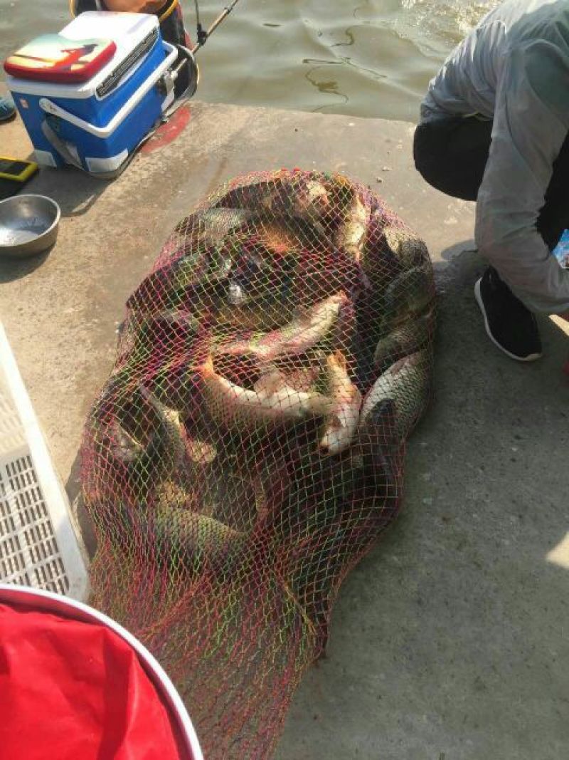 池鲤鱼食用1~2公斤