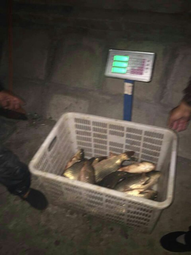 池鲤鱼食用1~2公斤