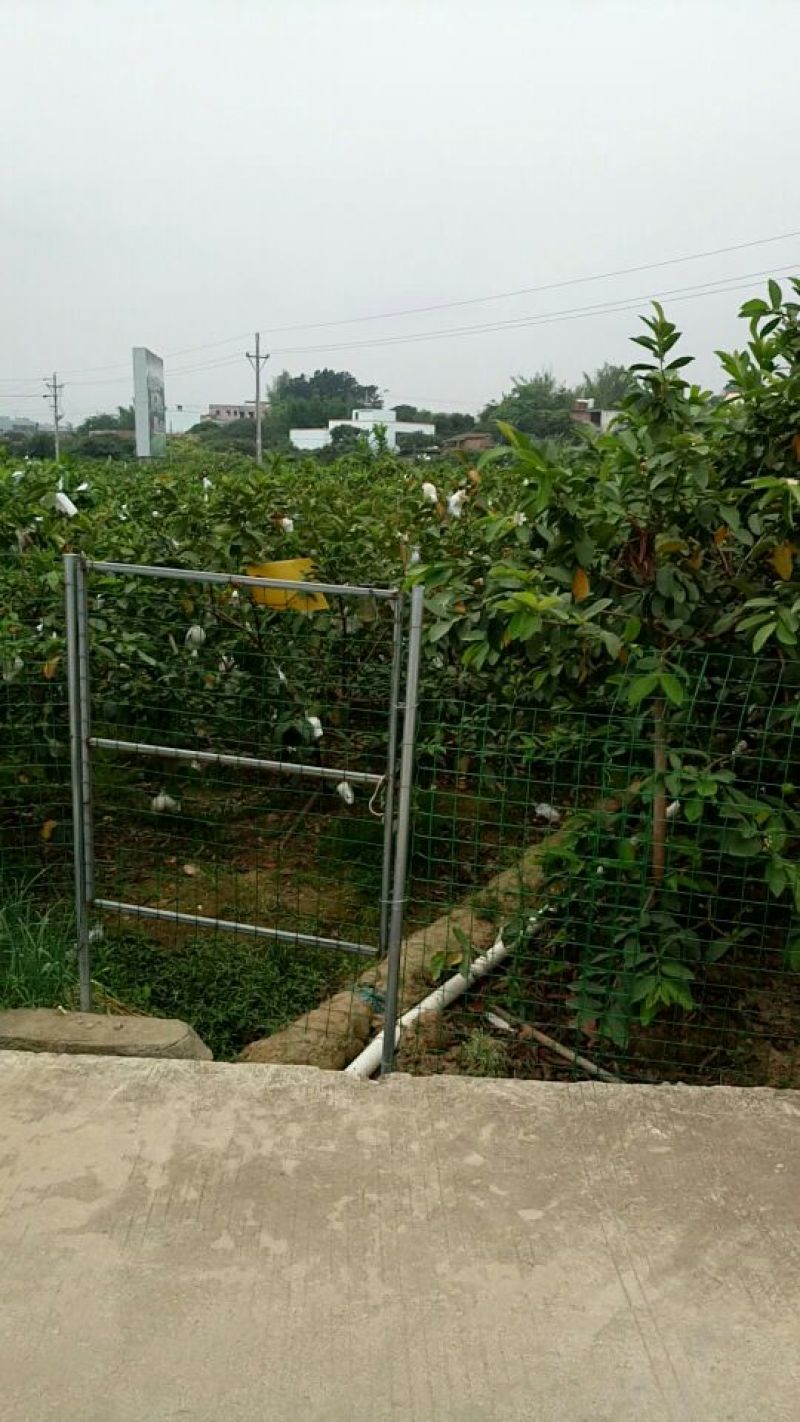 西瓜番石榴苗30~50cm