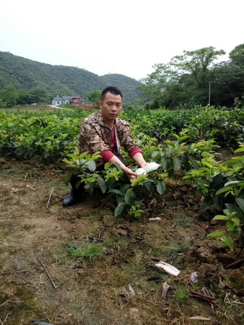 西瓜番石榴苗30~50cm